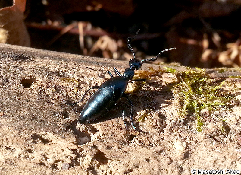 ヒメツチハンミョウ Meloe coarctatus