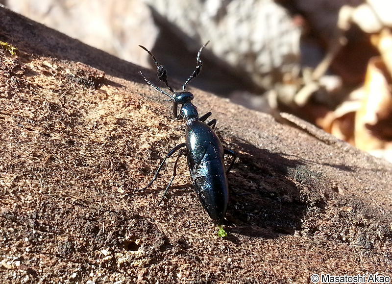 ヒメツチハンミョウ Meloe coarctatus