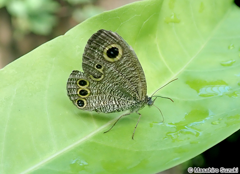 ヒメウラナミジャノメ Ypthima argus