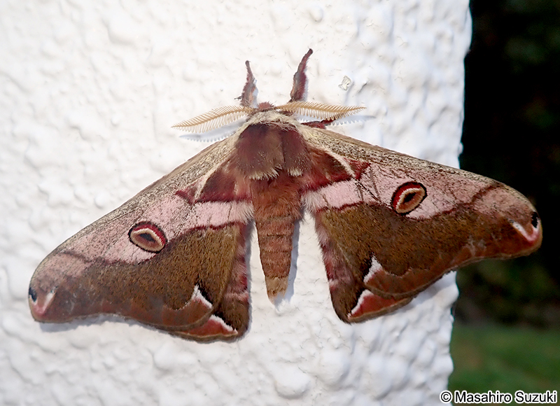 ヒメヤママユ Saturnia jonasii