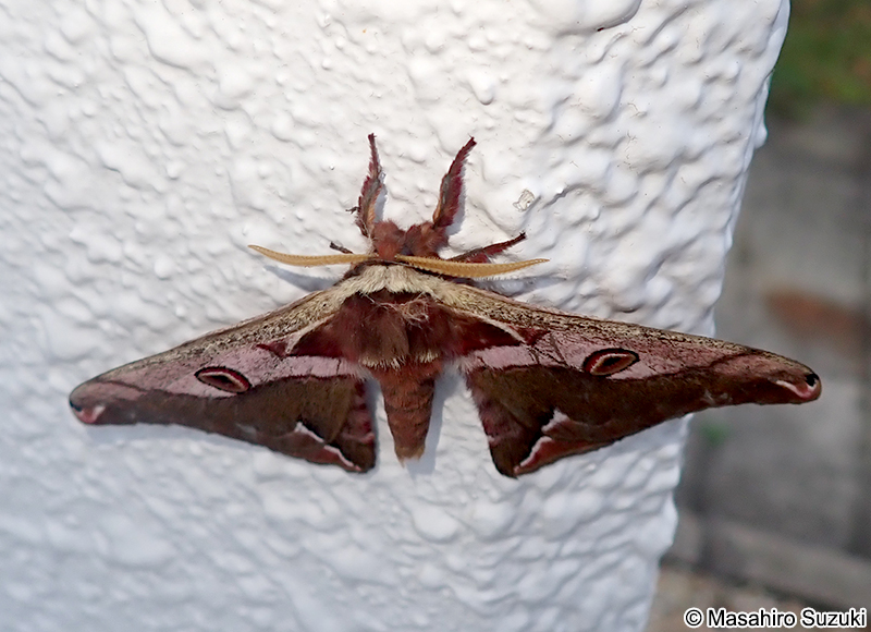 ヒメヤママユ Saturnia jonasii