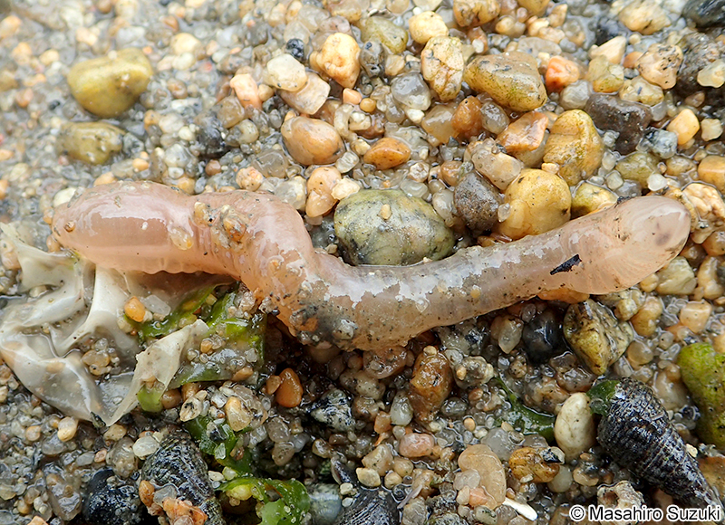 ヒモイカリナマコ Patinapta ooplax