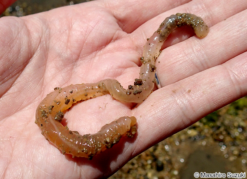 ヒモイカリナマコ Patinapta ooplax