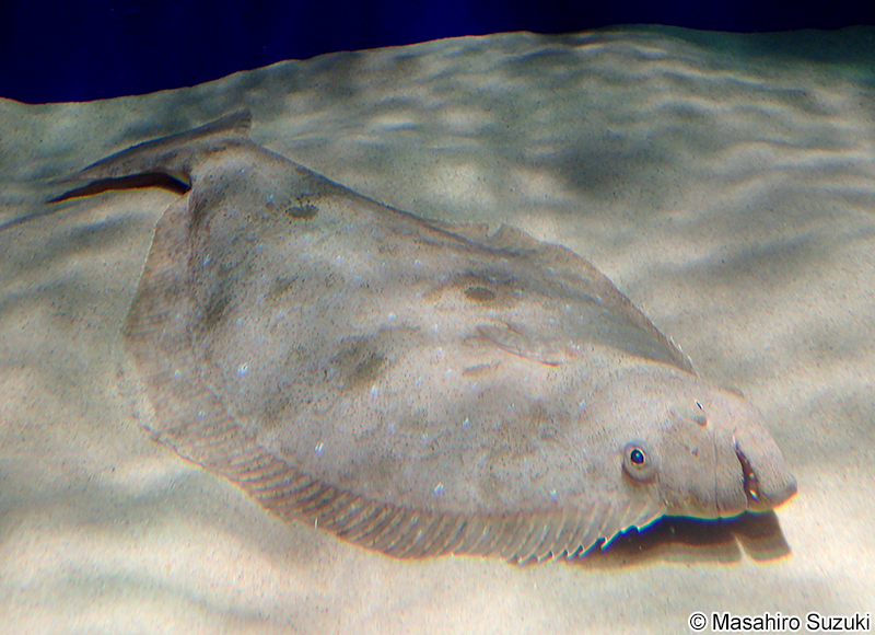 ヒラメ Paralichthys olivaceus