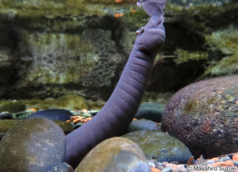 ヒラオミズアシナシイモリ Typhlonectes compressicaudus