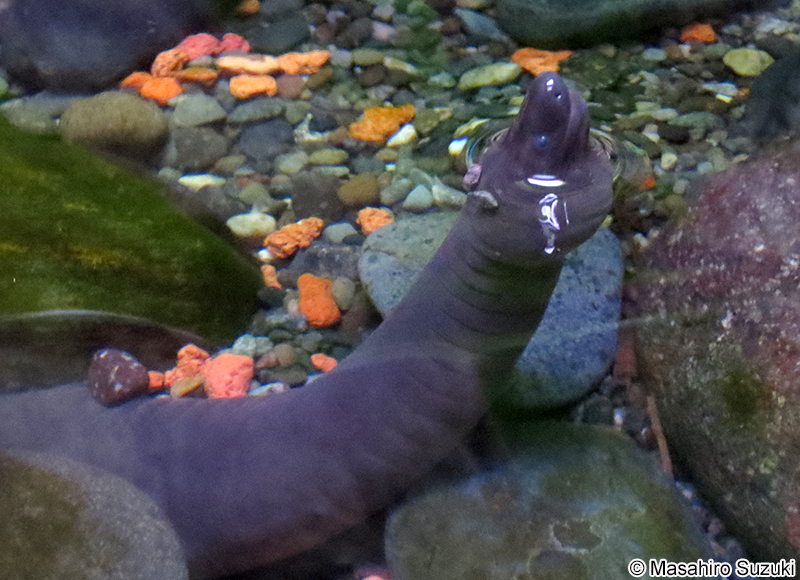 ヒラオミズアシナシイモリ Typhlonectes compressicaudus