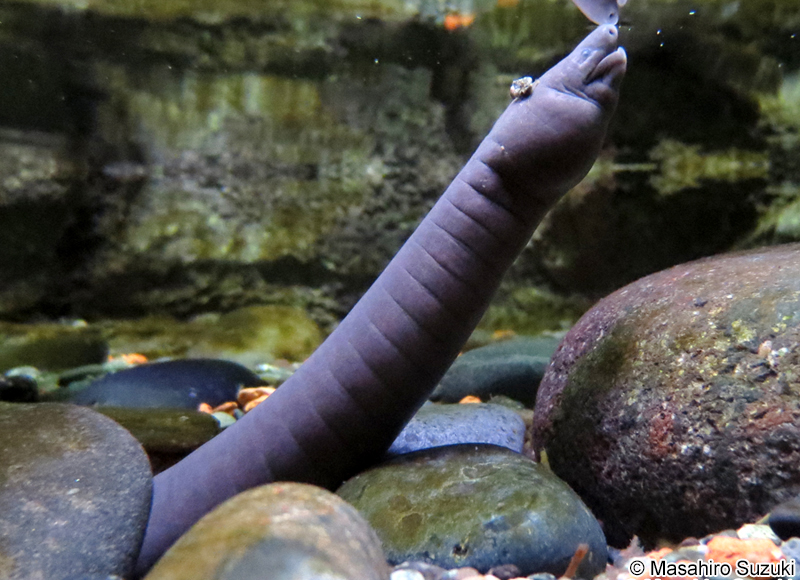 ヒラオミズアシナシイモリ Typhlonectes compressicaudus