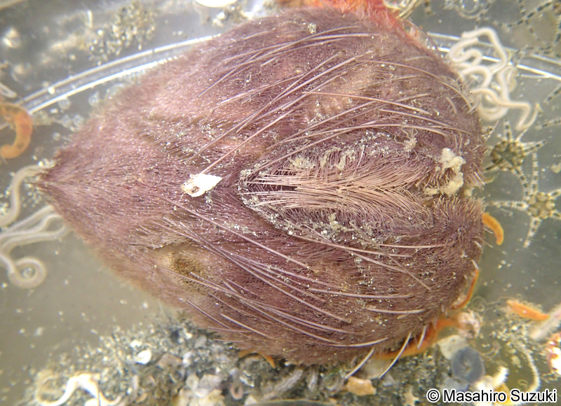 ヒラタブンブク Lovenia elongata