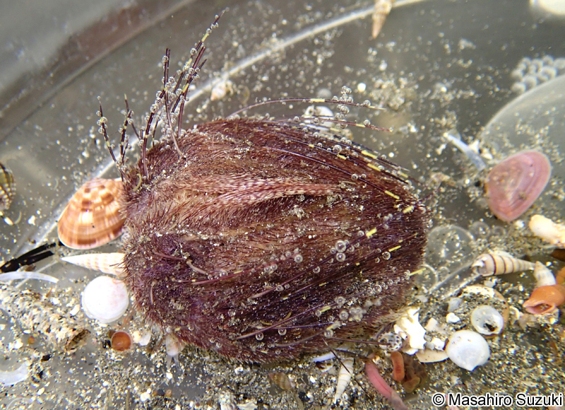 ヒラタブンブク Lovenia elongata