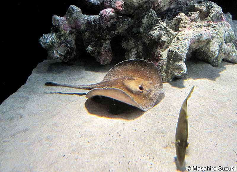 ヒラタエイ Urolophus aurantiacus