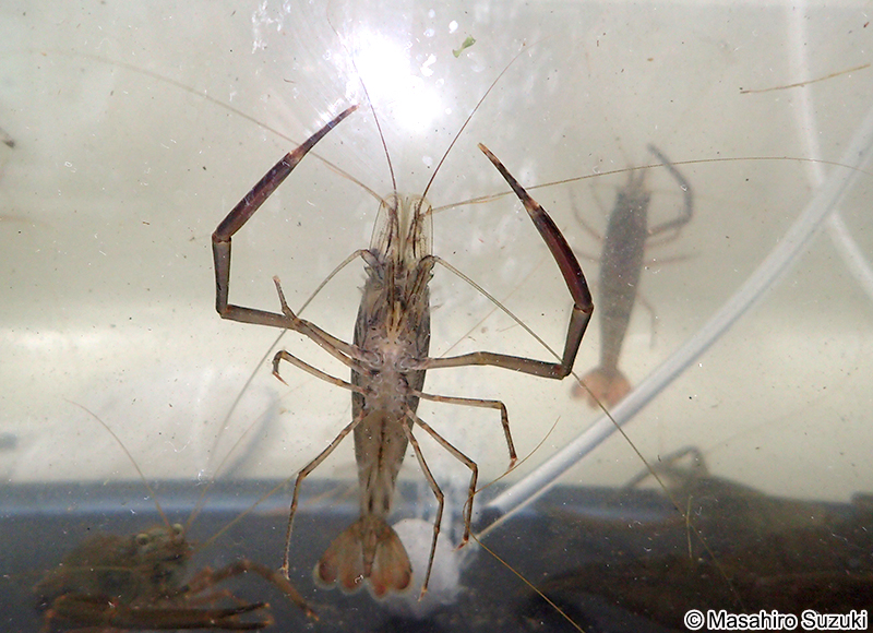 ヒラテテナガエビ Macrobrachium japonicum