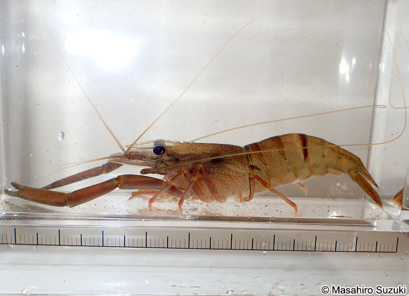 ヒラテテナガエビ Macrobrachium japonicum