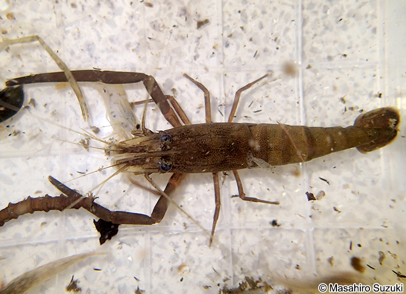 ヒラテテナガエビ Macrobrachium japonicum