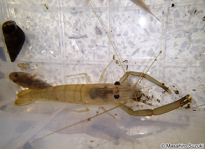 ヒラテテナガエビ Macrobrachium japonicum