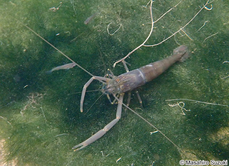 ヒラテテナガエビ Macrobrachium japonicum