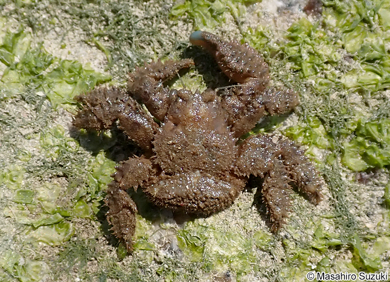 ヒラトゲガニ Hapalogaster dentata