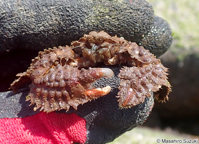 ヒラトゲガニ Hapalogaster dentata