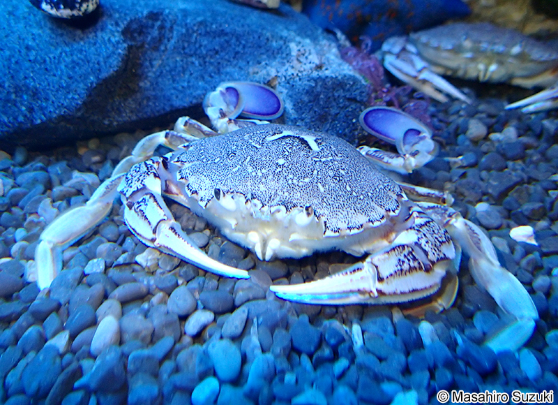 ヒラツメガニ Ovalipes punctatus