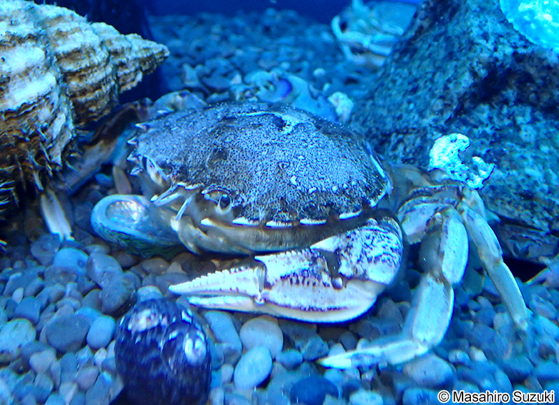 ヒラツメガニ Ovalipes punctatus