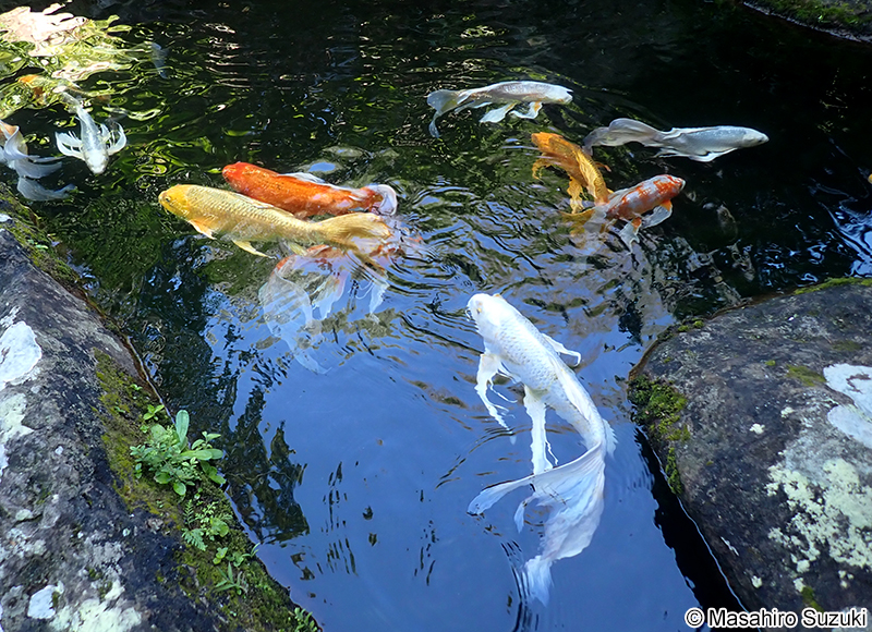 ヒレナガニシキゴイ