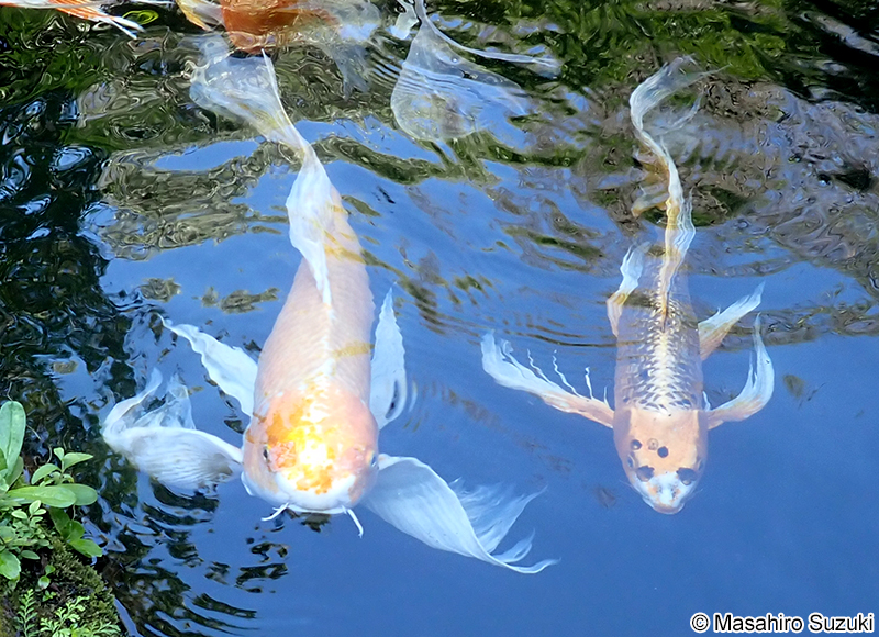 ヒレナガニシキゴイ