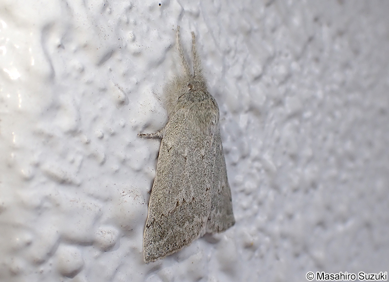 ヒロバトガリエダシャク Planociampa antipala