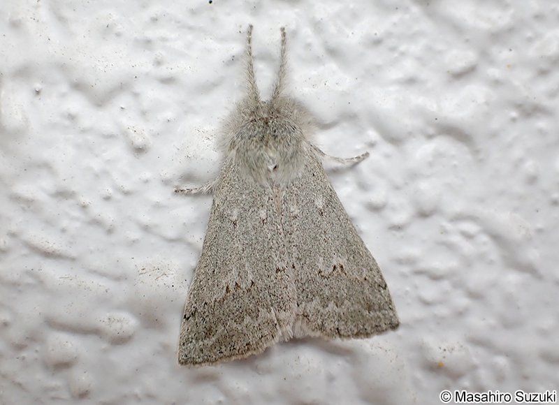 ヒロバトガリエダシャク Planociampa antipala