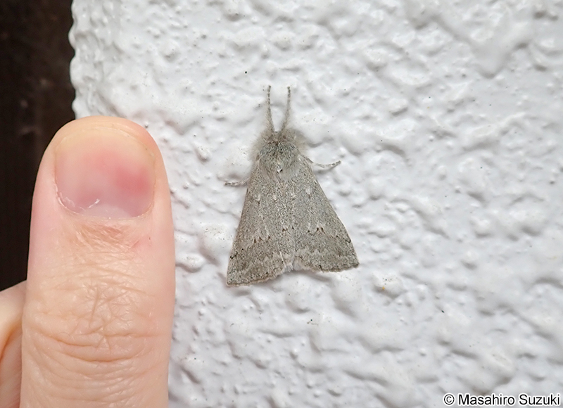 ヒロバトガリエダシャク Planociampa antipala