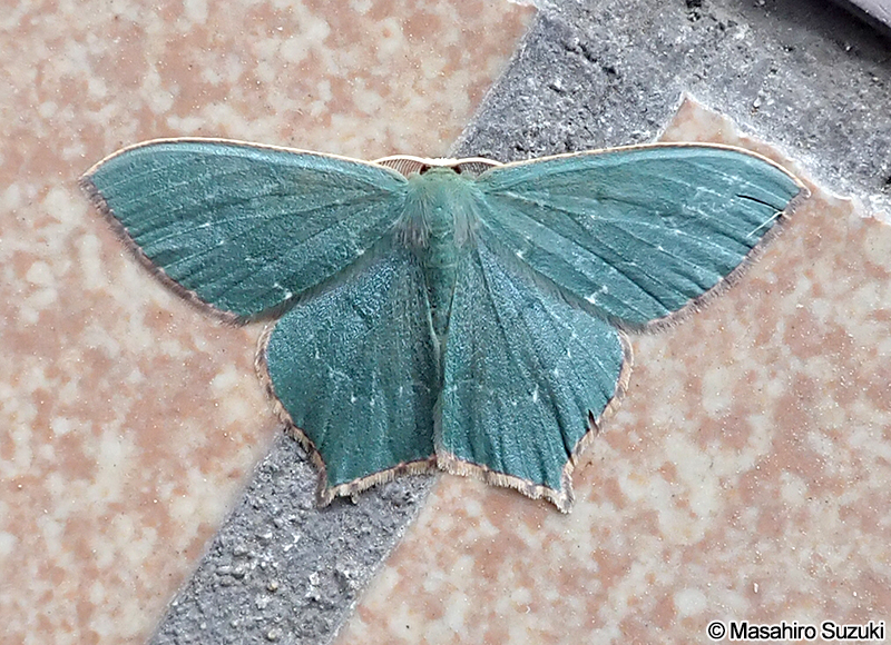 ヒロバツバメアオシャク Maxates illiturata