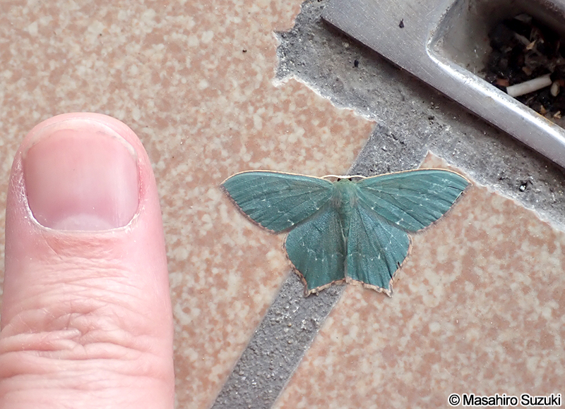 ヒロバツバメアオシャク Maxates illiturata