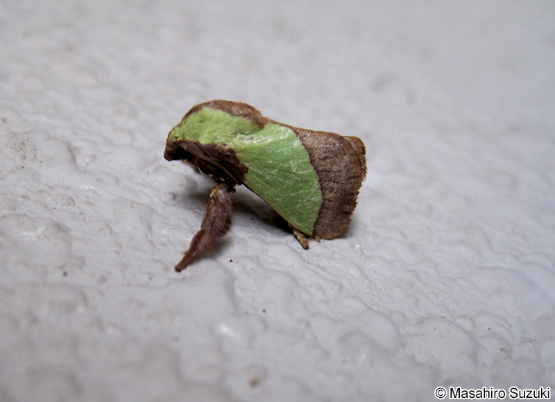 ヒロヘリアオイラガ Parasa lepida