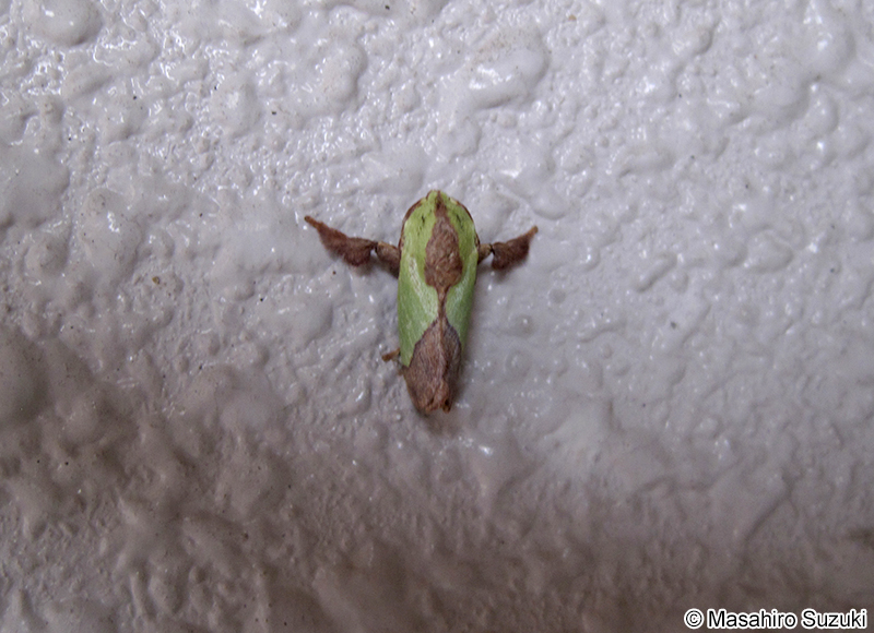 ヒロヘリアオイラガ Parasa lepida