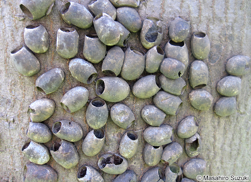 ヒロヘリアオイラガの卵