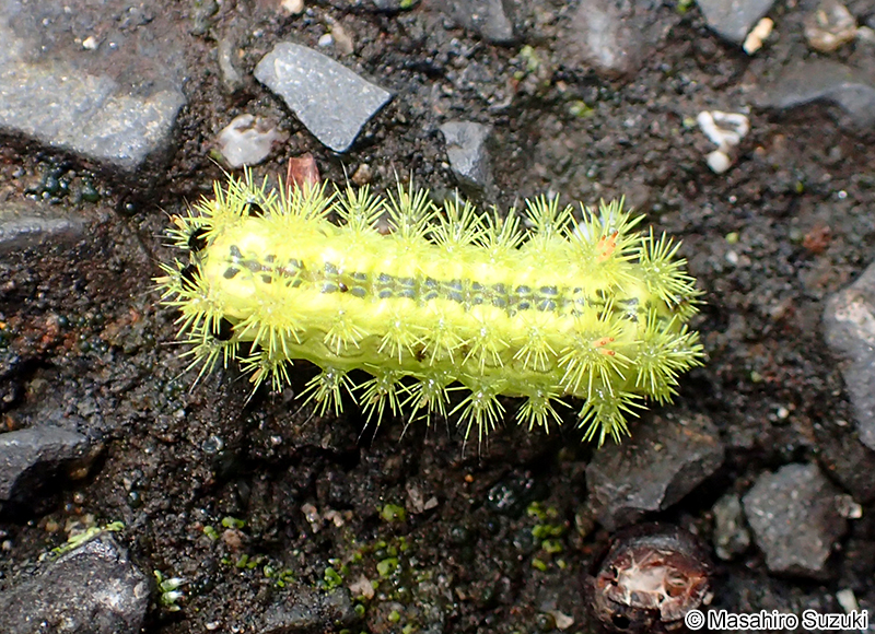 ヒロヘリアオイラガの幼虫