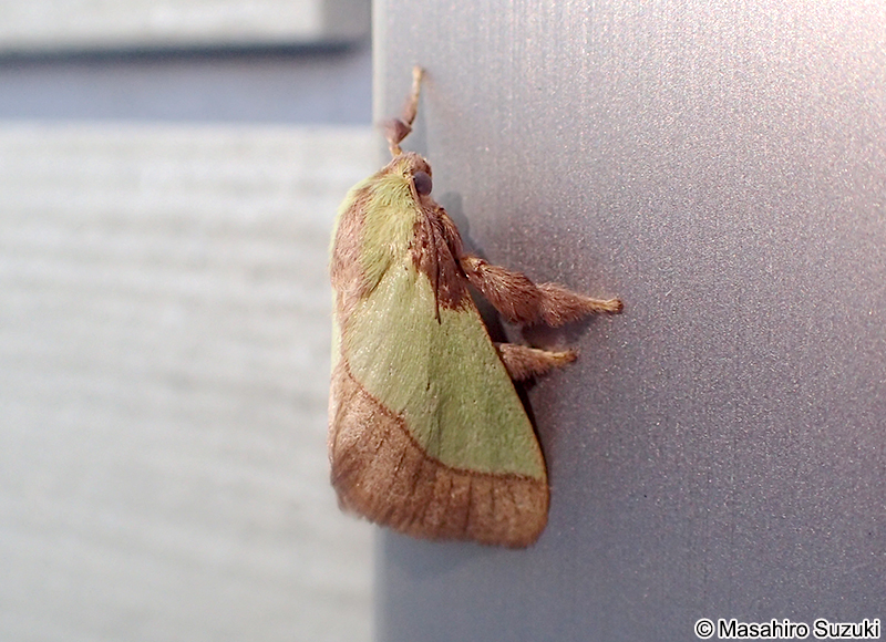 ヒロヘリアオイラガ Parasa lepida