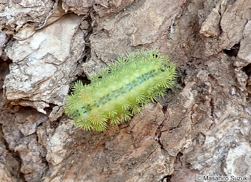 ヒロヘリアオイラガの幼虫