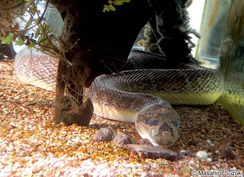 ヒロクチミズヘビ Homalopsis buccata