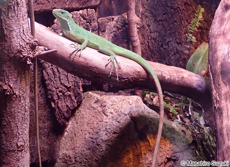 ヒロオビフィジーイグアナ Brachylophus fasciatus
