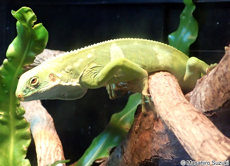 ヒロオビフィジーイグアナ Brachylophus fasciatus