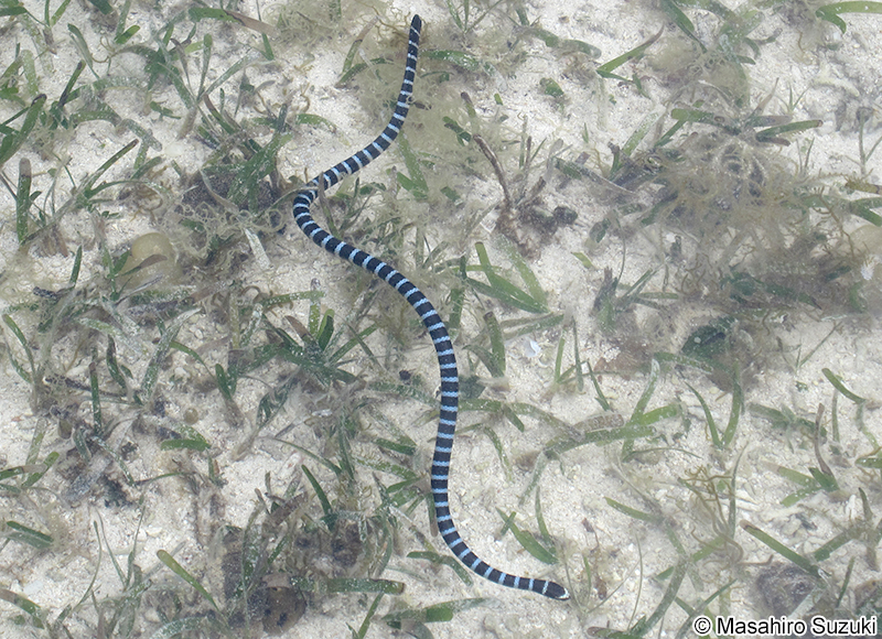 ヒロオウミヘビ Laticauda laticaudata