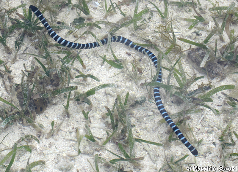 ヒロオウミヘビ Laticauda laticaudata