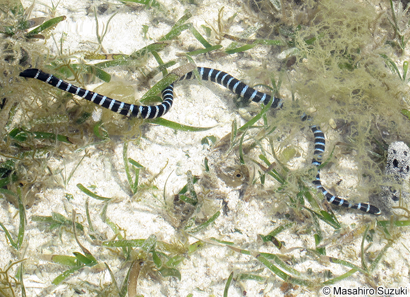 ヒロオウミヘビ Laticauda laticaudata