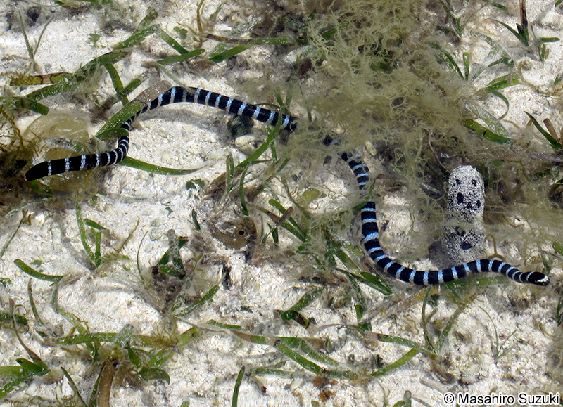 ヒロオウミヘビ Laticauda laticaudata