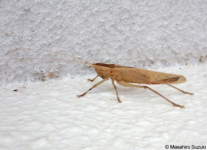 ヒサゴクサキリ Palaeoagraecia lutea