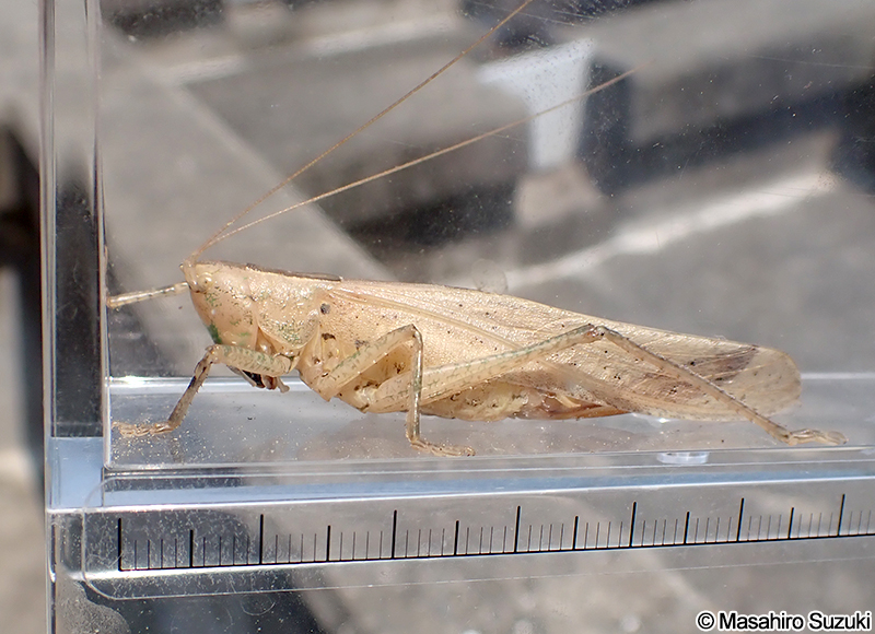 ヒサゴクサキリ Palaeoagraecia lutea