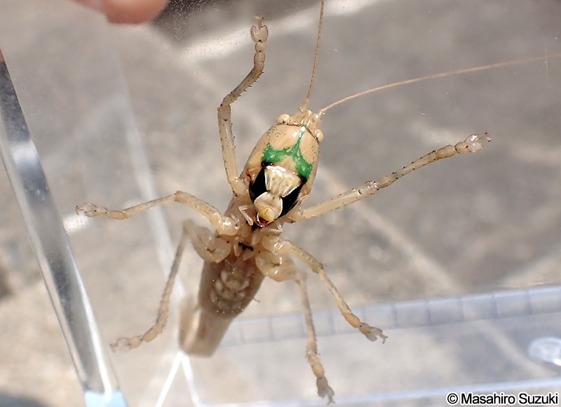 ヒサゴクサキリ Palaeoagraecia lutea