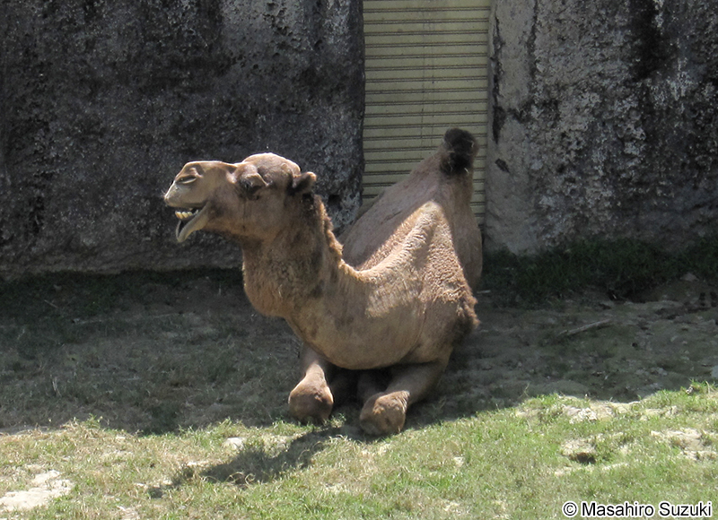 ヒトコブラクダ Camelus dromedarius