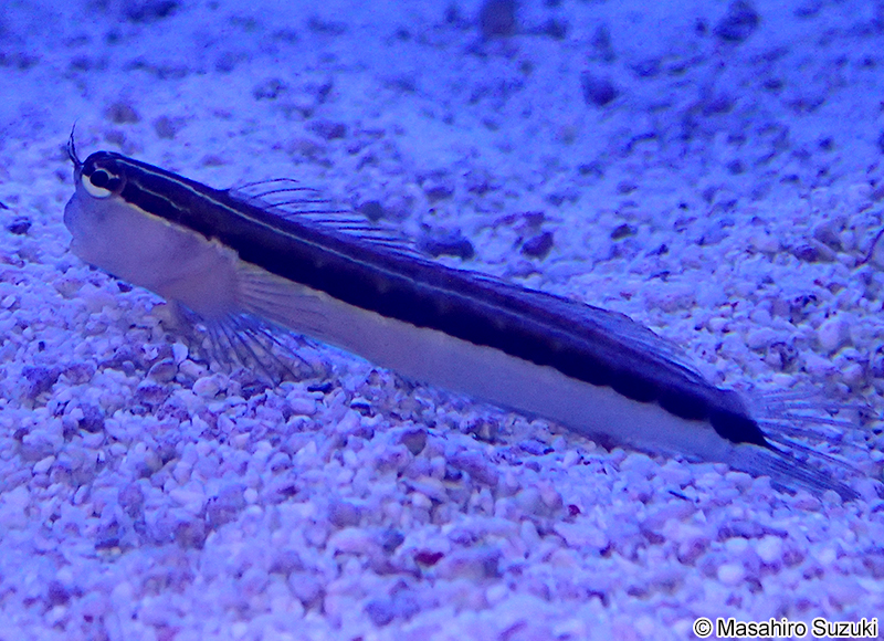 ヒトスジギンポ Ecsenius lineatus