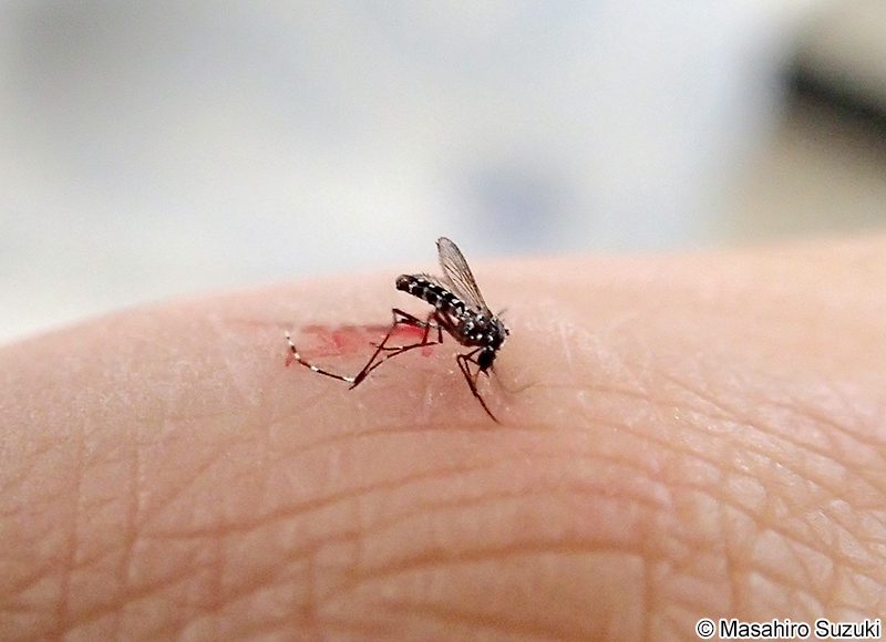 ヒトスジシマカ Aedes (Stegomyia) albopictus