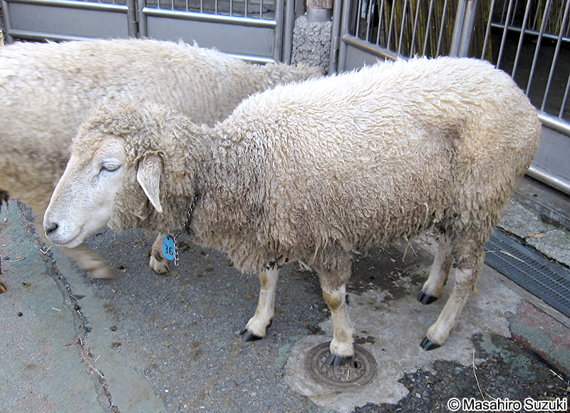 コリデール Corriedal